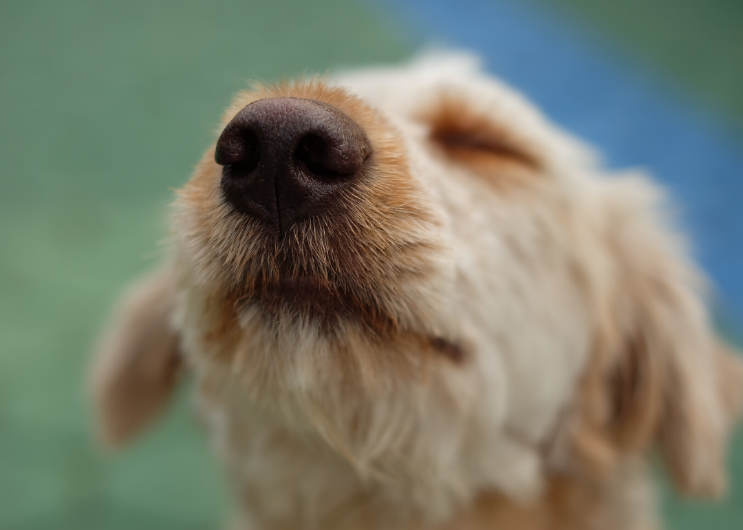 Dogs are built to smell